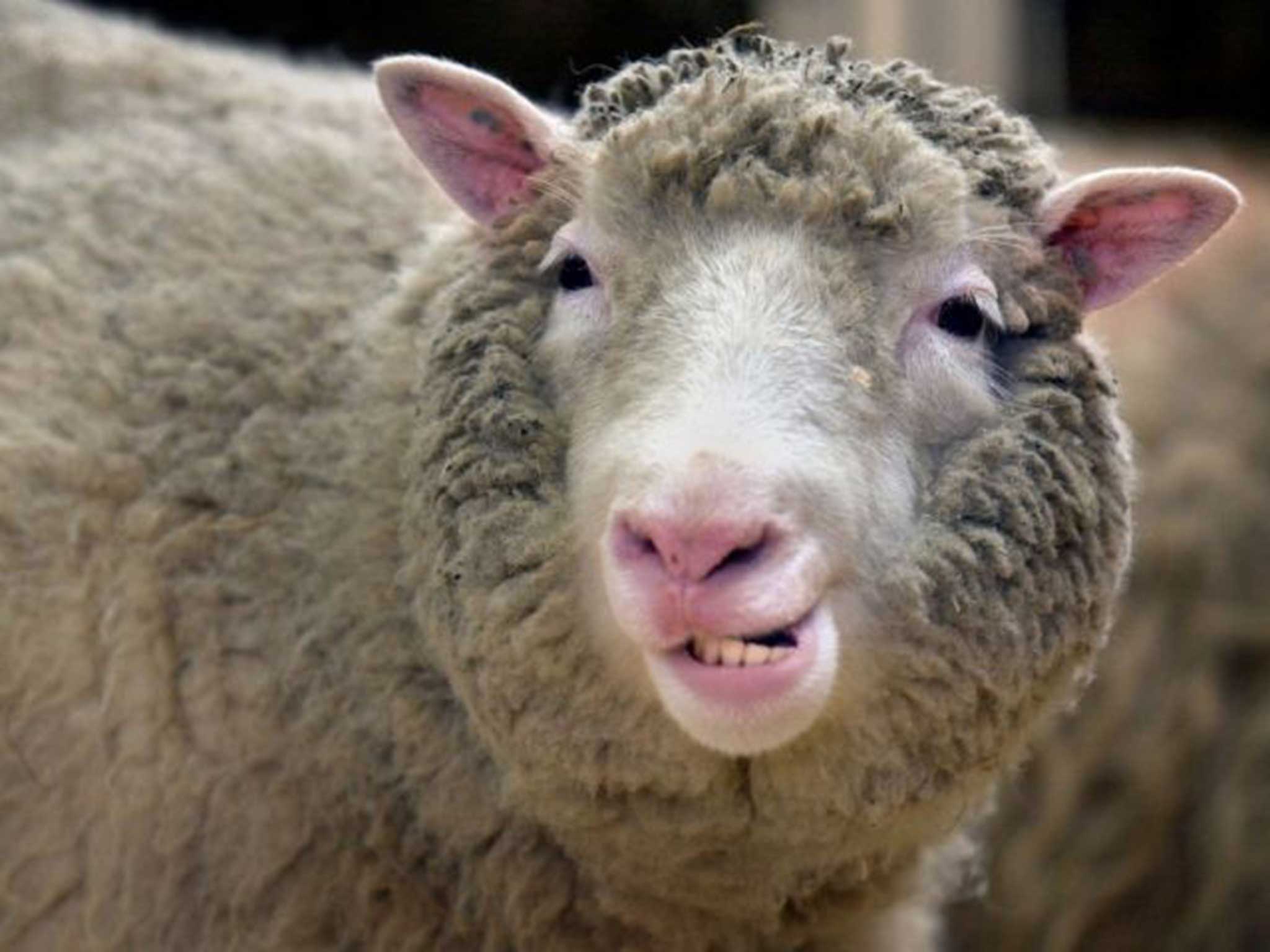 Dolly the sheep